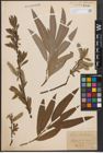 Foto von Salix cinerea L. x Salix viminalis L.